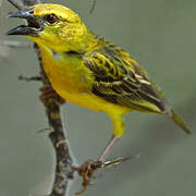 Village Weaver