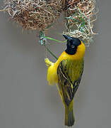 Lesser Masked Weaver