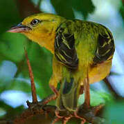 Lesser Masked Weaver