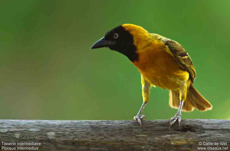 Lesser Masked Weaver male adult