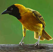 Lesser Masked Weaver