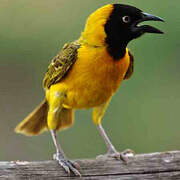 Lesser Masked Weaver