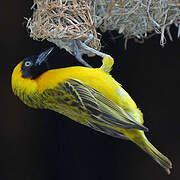 Lesser Masked Weaver