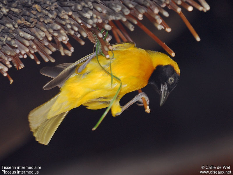 Lesser Masked Weaver male adult