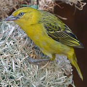 Lesser Masked Weaver