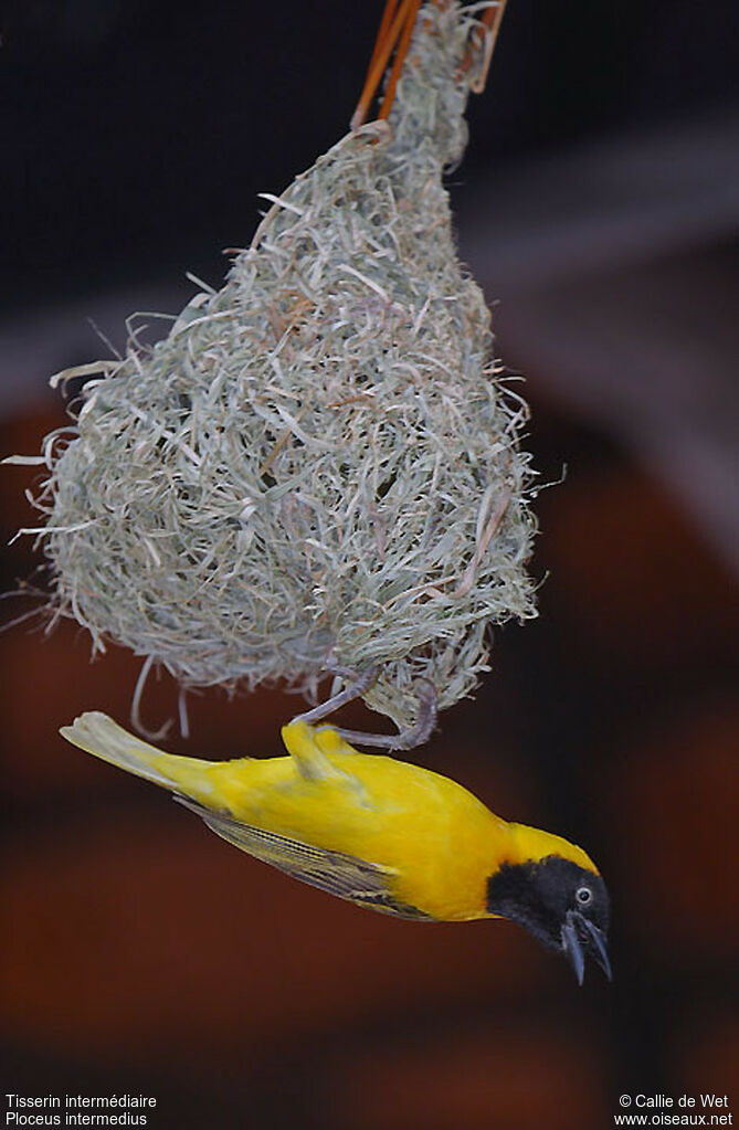 Lesser Masked Weaver male adult