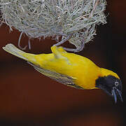 Lesser Masked Weaver