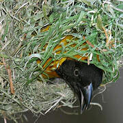 Lesser Masked Weaver