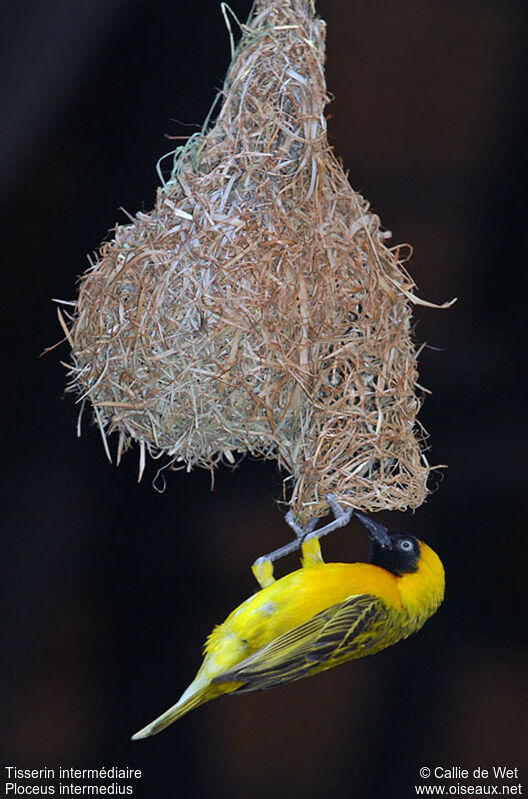 Lesser Masked Weaver male adult