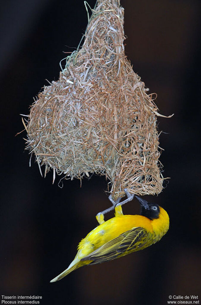 Lesser Masked Weaver male adult