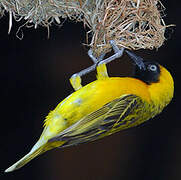 Lesser Masked Weaver