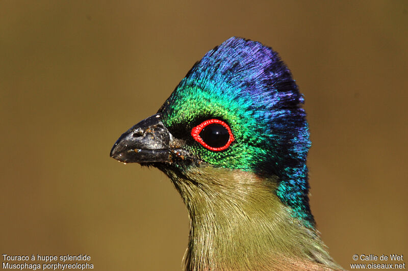 Purple-crested Turaco