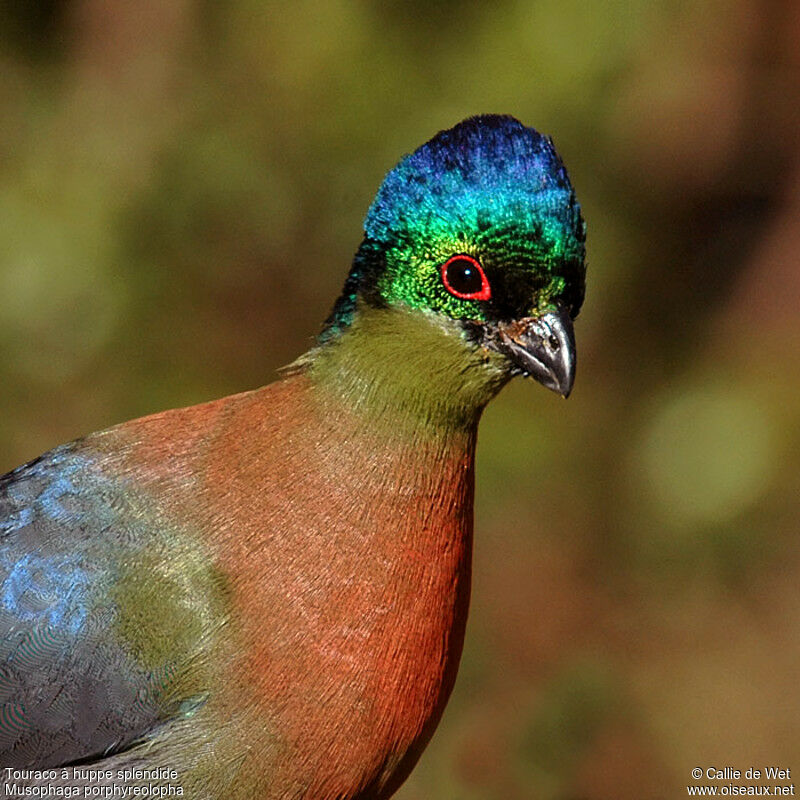 Purple-crested Turaco