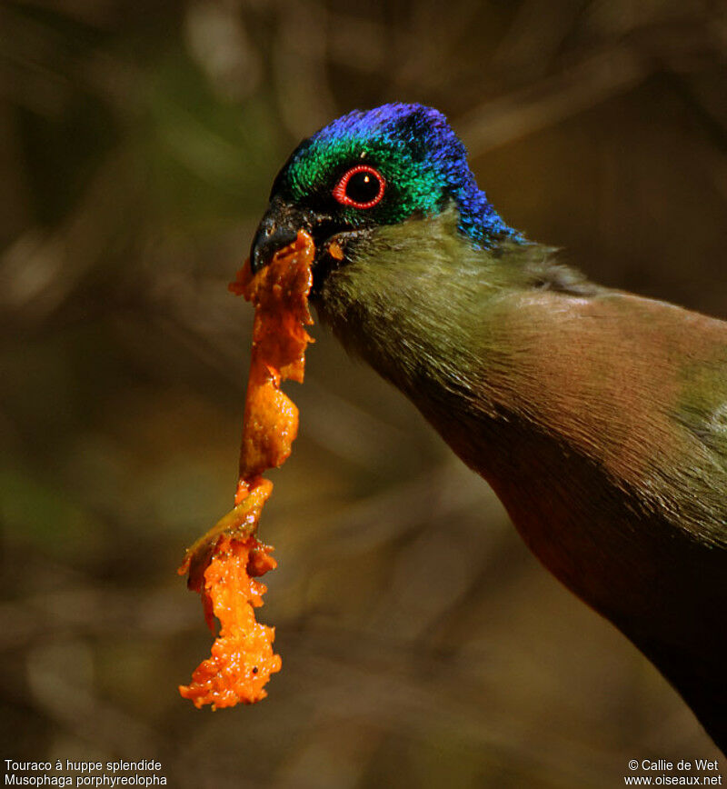 Purple-crested Turaco