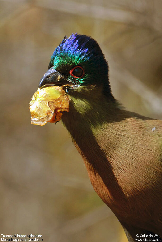 Purple-crested Turaco