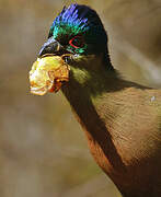 Purple-crested Turaco