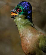 Purple-crested Turaco