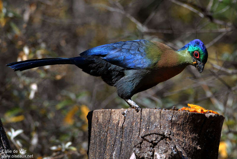 Purple-crested Turaco, identification