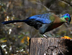 Purple-crested Turaco