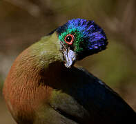 Purple-crested Turaco