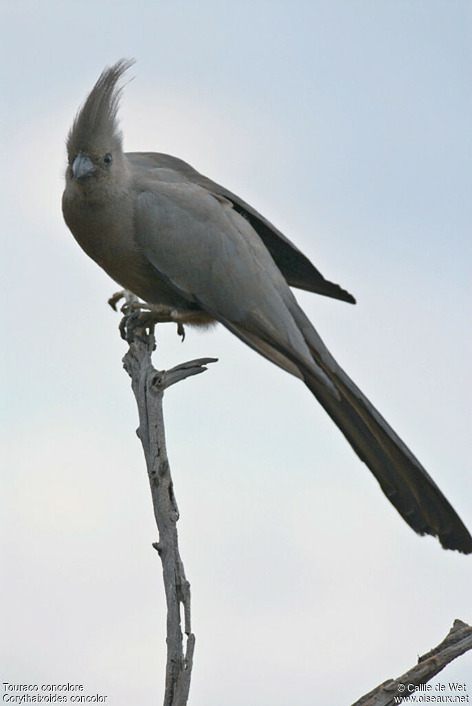 Grey Go-away-bird