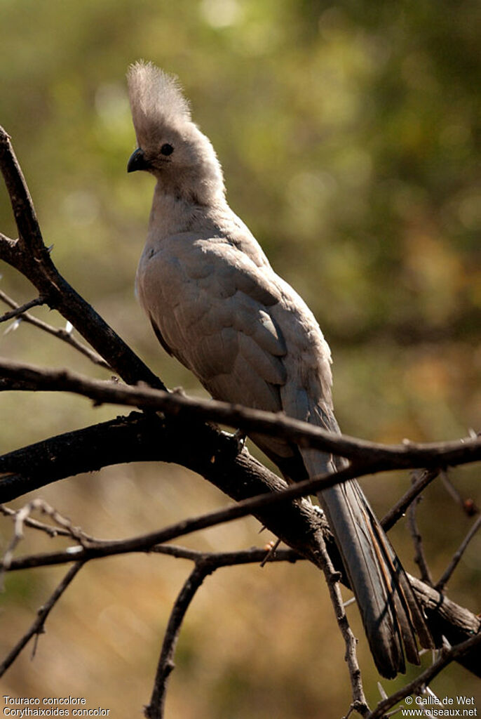 Grey Go-away-bird