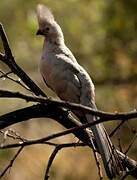 Grey Go-away-bird