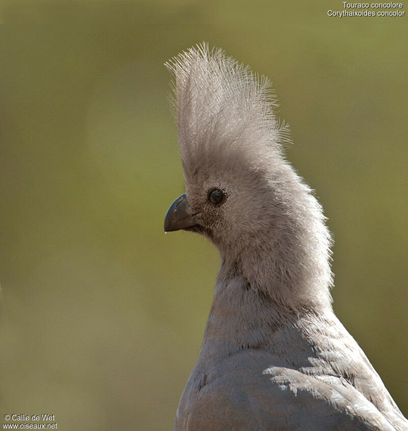 Grey Go-away-bird