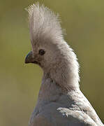 Grey Go-away-bird