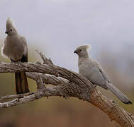 Grey Go-away-bird