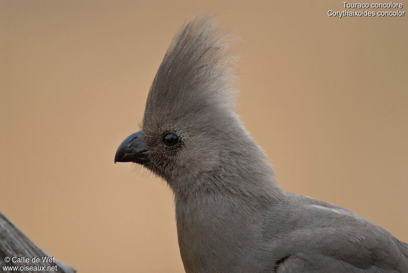 Grey Go-away-bird