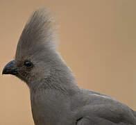 Grey Go-away-bird