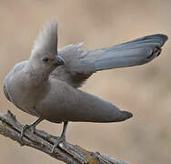 Grey Go-away-bird