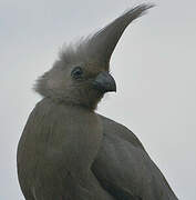 Grey Go-away-bird