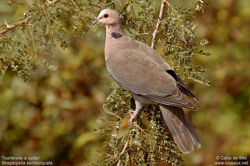 Red-eyed Doveadult