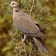 Red-eyed Dove