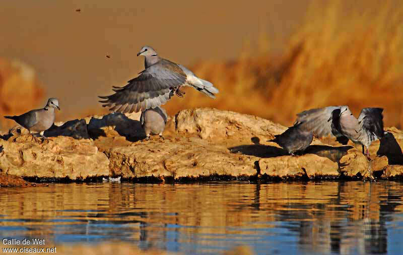 Ring-necked Dove, Flight