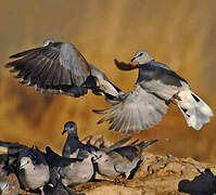 Ring-necked Dove