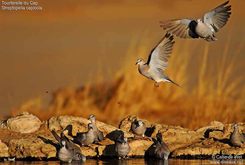 Ring-necked Dove