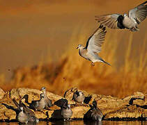 Ring-necked Dove