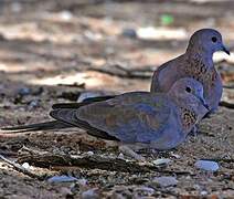 Laughing Dove