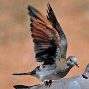 Namaqua Dove