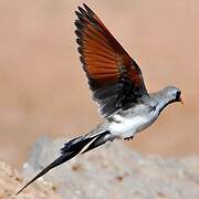 Namaqua Dove