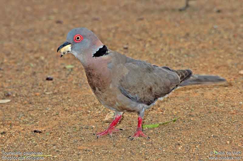 Mourning Collared Doveadult