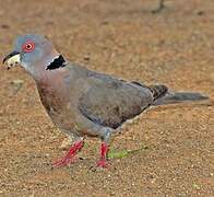 Mourning Collared Dove