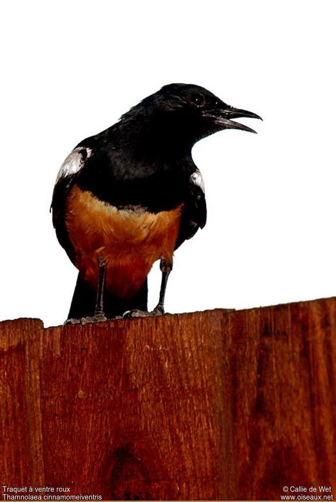 Mocking Cliff Chat male