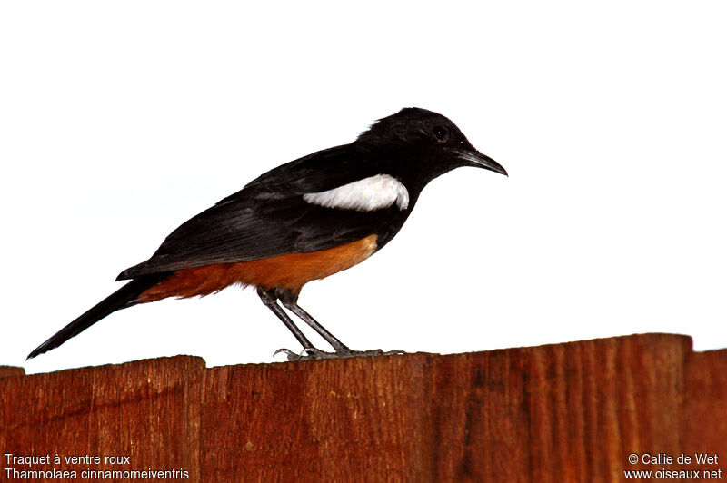 Mocking Cliff Chat male