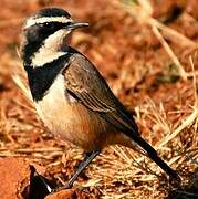 Capped Wheatear