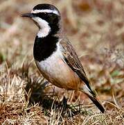 Capped Wheatear