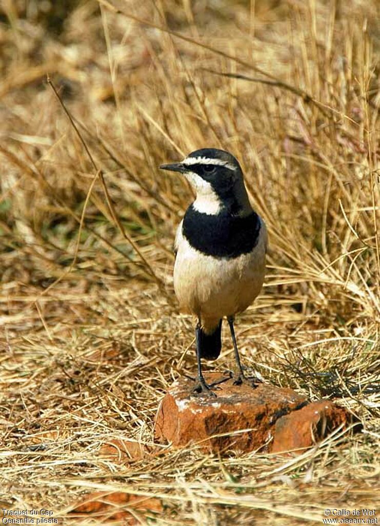 Capped Wheatearadult